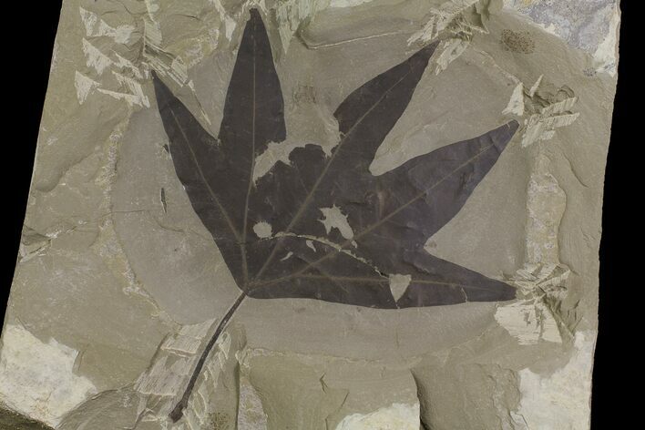 Eocene Fossil Sycamore (Platanus) Leaf - Utah #174927